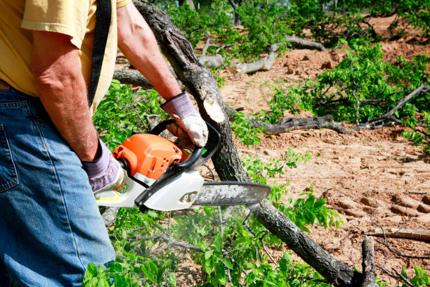 Best Storm Damage Tree Cleanup  in South Highpoint, FL